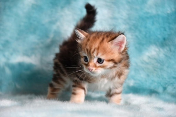 Reinrassige Sibirische Kätzchen und Katerchen