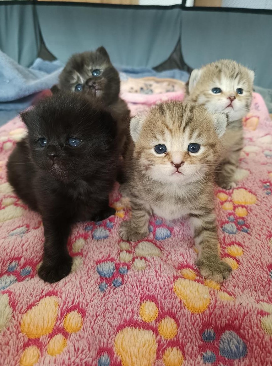 BKH / BLH Kitten, weiblich und männlich