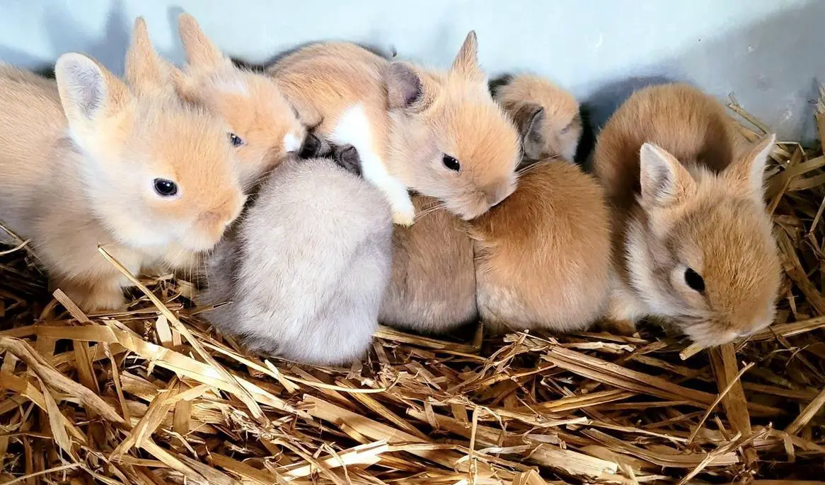 Zwerghasen Löwenköpfchen zu verkaufen