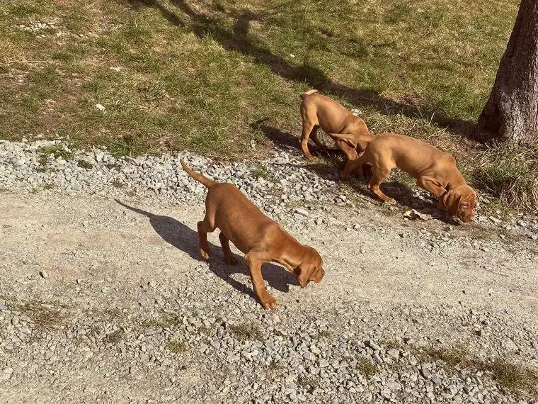 Magyar Vizsla Welpen mit Ahnentafel