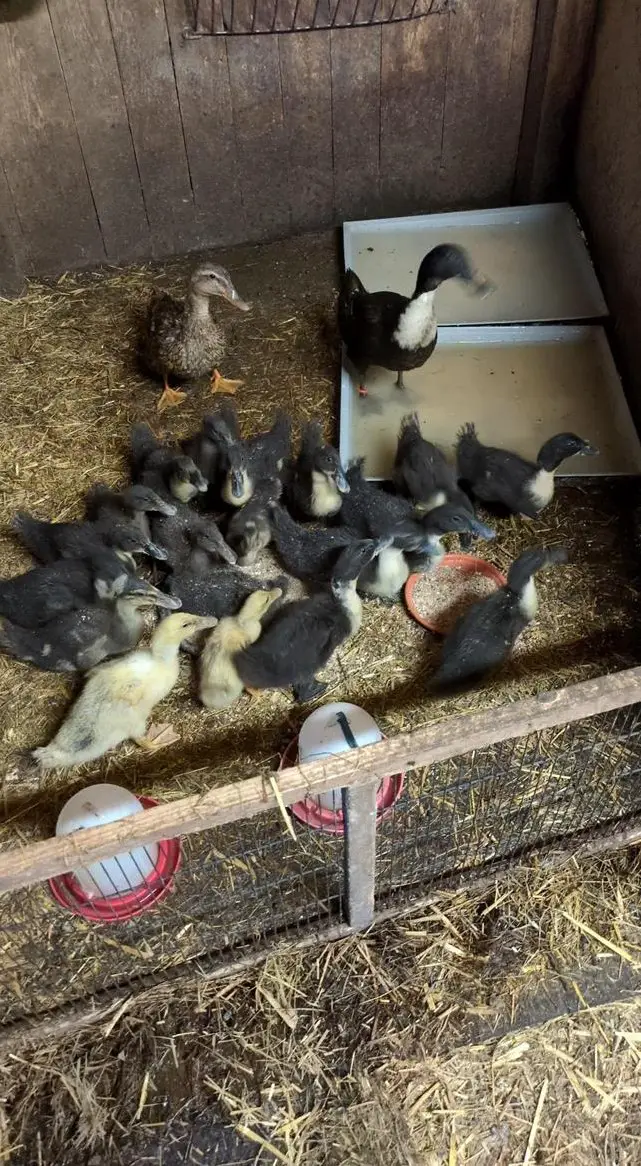 Junge Pommernenten zu verkaufen