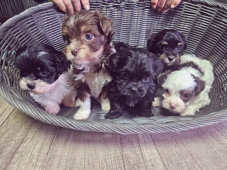 Bolonka-Shih-Tzu-Mix Welpen