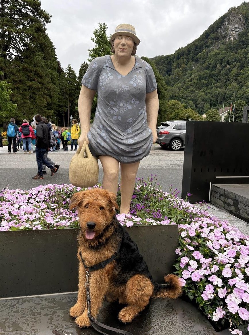 8-jähriger Airedale Terrier Rüde zu verkaufen