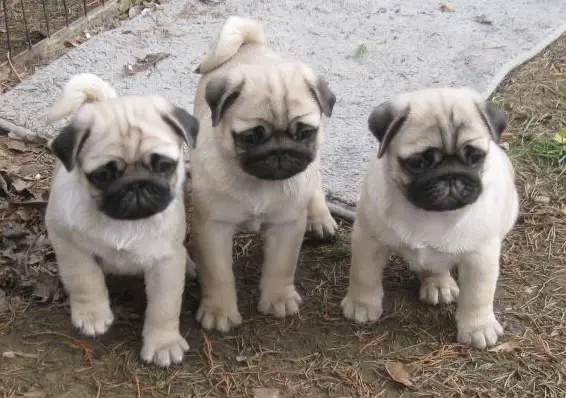 Prachtvolle Mops Welpen mit allen Gesundheitsgarantien