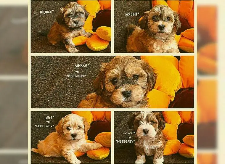 *Für unsere kleinen Havaneser Welpen suchen wir ein schönes Zuhause*