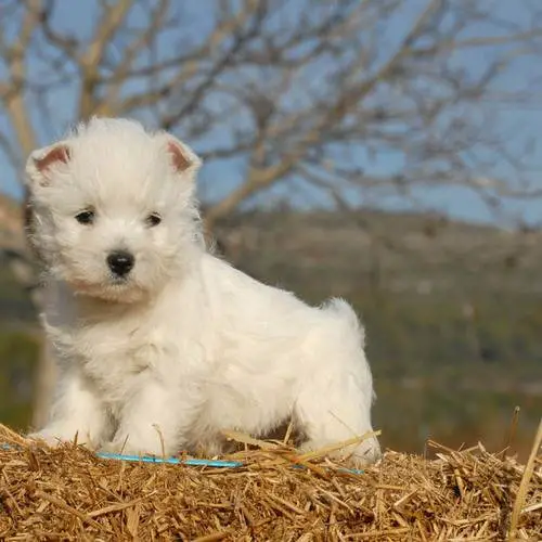 Recherche races de chien pour formation de toilettage