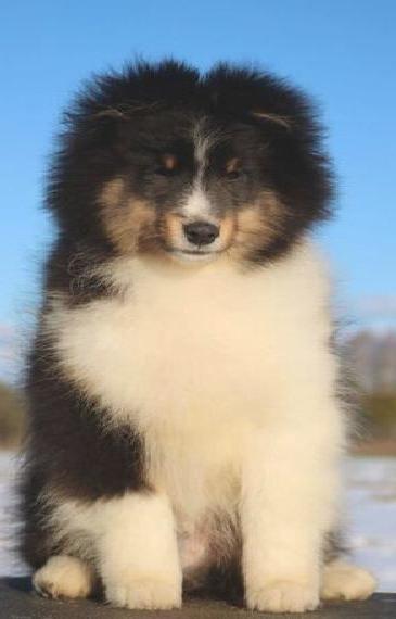 Sheltie Rüde Welpe FCI