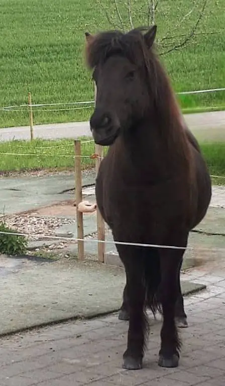 Reitbeteiligung gesucht