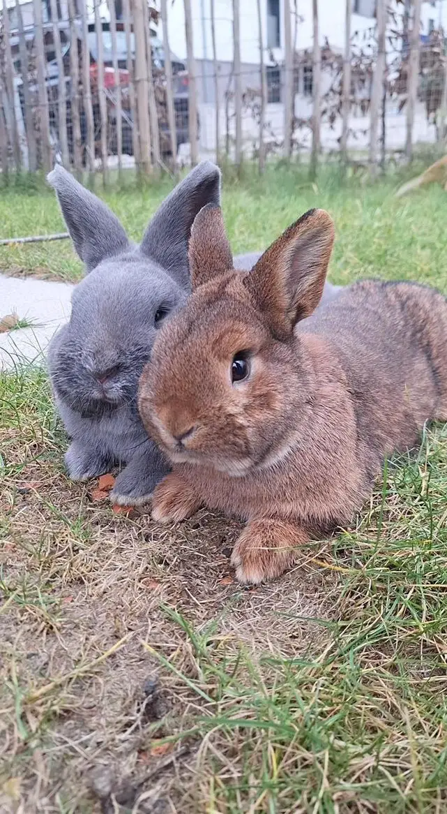 2 liebevolle Rammler abzugeben