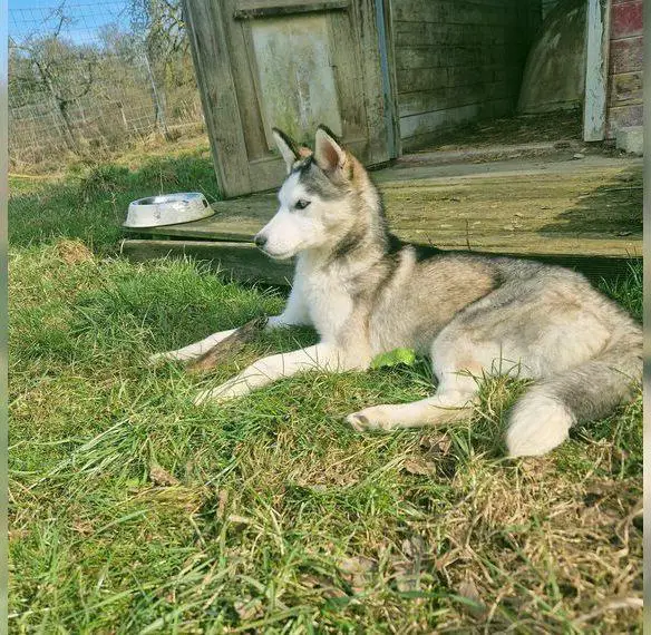 Huskyhündin im Teenageralter sucht