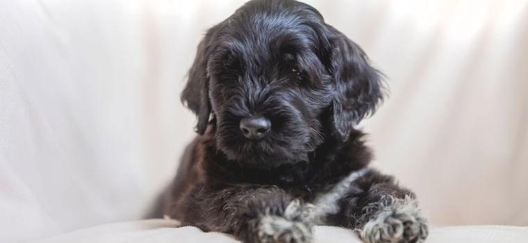 Portugiesischer Wasserhund Welpen