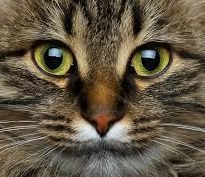 Liebevolles Urlaubsheim, Betreuung für Ihre Katze/n