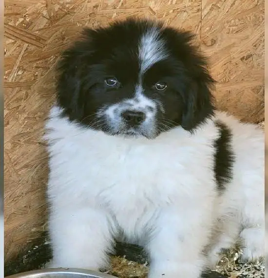 Neufundländer Welpe in SW