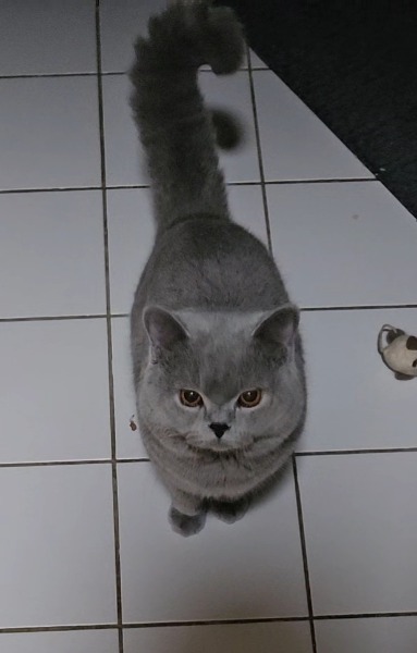 BLH Deckkater mit Stammbaum