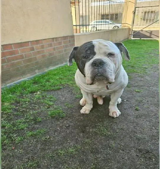 American bulldog abzugeben