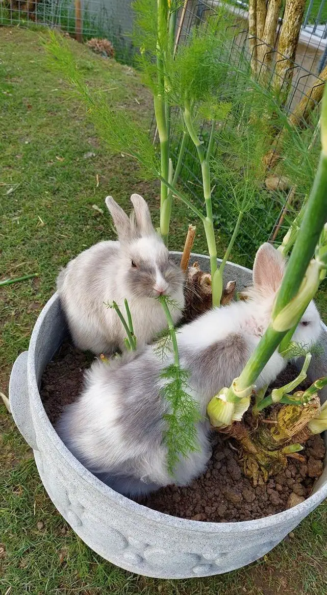 Farbenzwerg-Löwenkopf Mischlinge suchen neues Zuhause