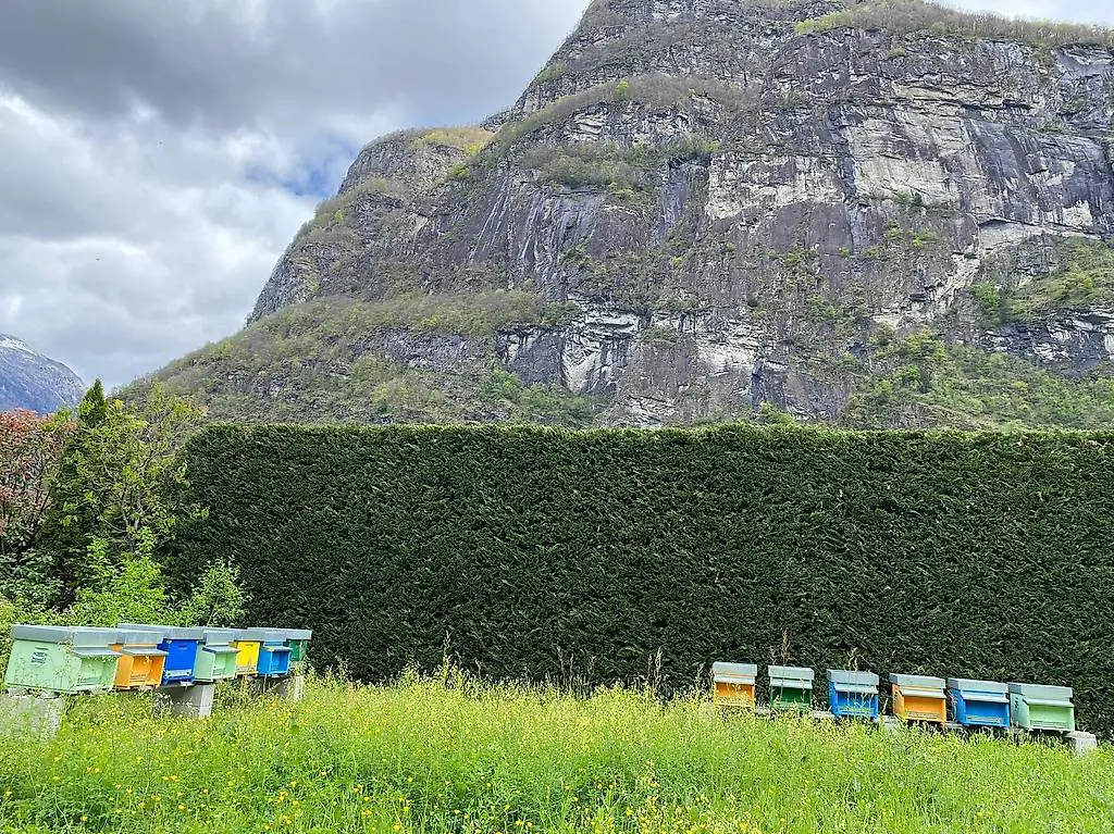 Venco nuclei di api su 8 telaini Bio con regina