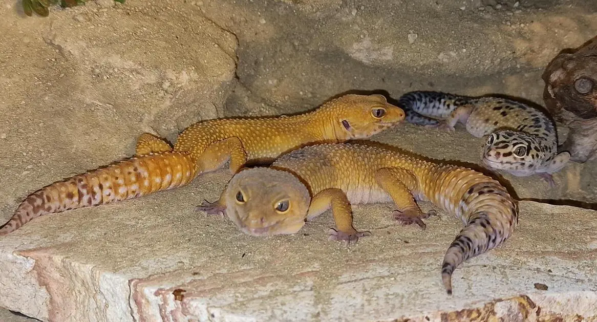 Leopardgeckos inkl. Terrarium 100x50x60cm