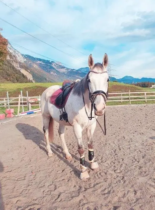 Reitbeteiligung auf lieben Freizeitpferd im Kanton Uri