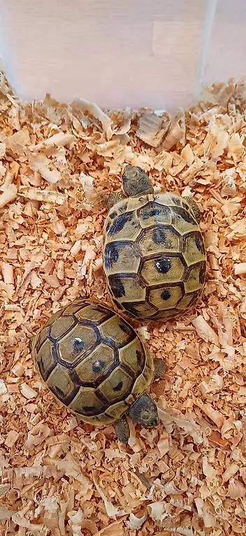 Vendo 2 tartarughe greche