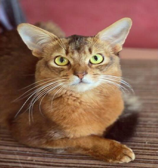 Wunderschöner Somalikater Samson