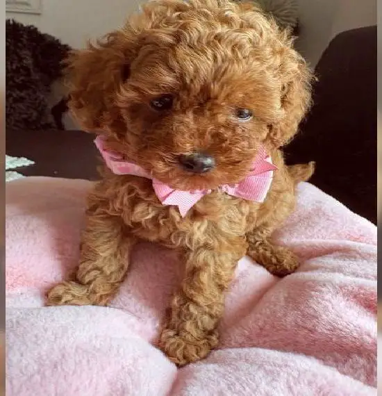 Toy-Zwergpudel Abgabebereit