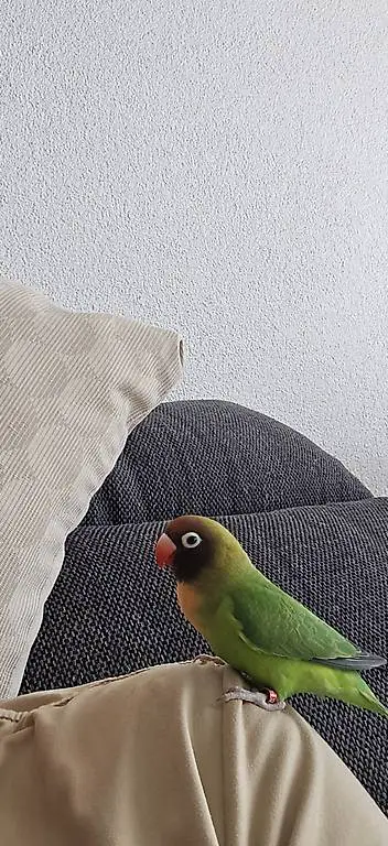 Junge schöne agapornis