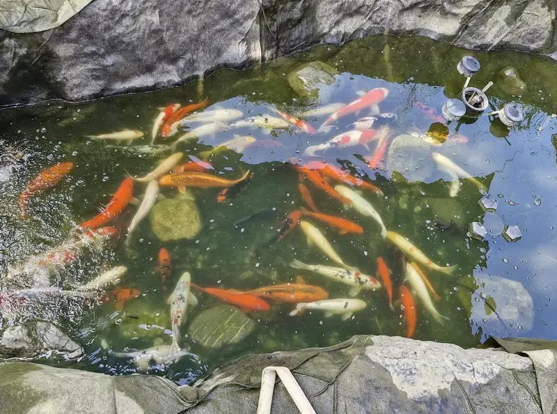 Kois ab Privat, Verkauf wegen Teichauflösung