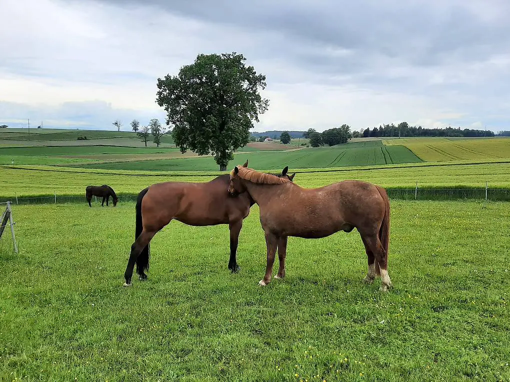 Biete Reitbeteiligung auf zwei Pferden