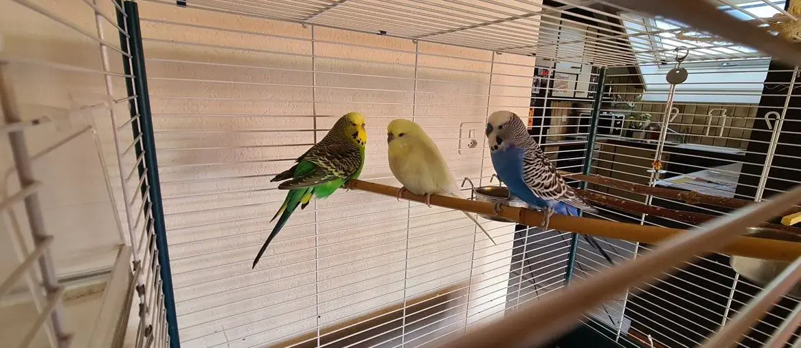 3 Wellensittiche mit Vogelkäfig und Zubehör