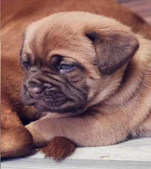 2 Bordeaux Doggen Welpen suchen noch ein Zuhause