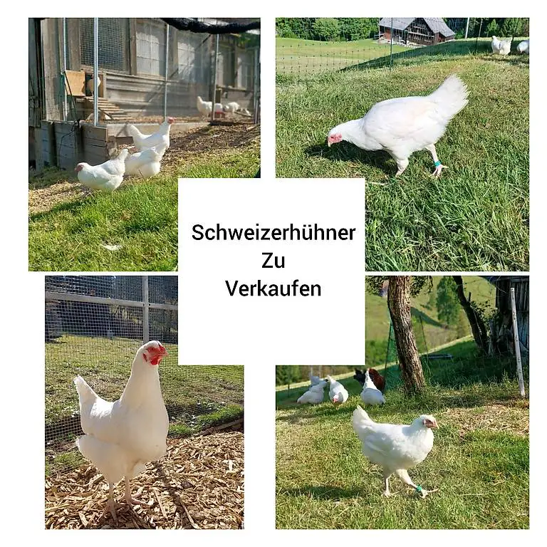 Schweizerhühner