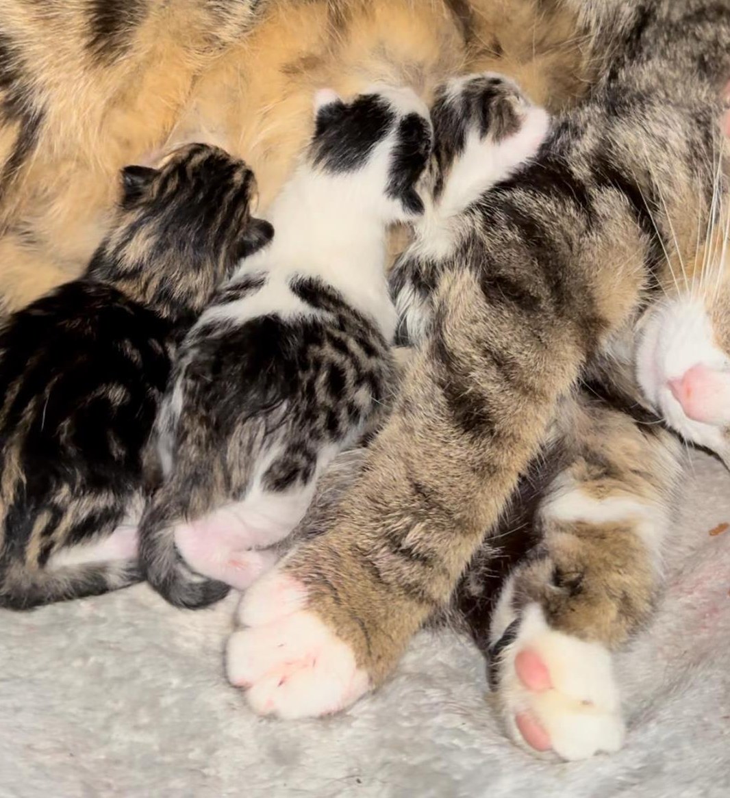 Kitten / Büsis stubenrein suchen ein Zuhause