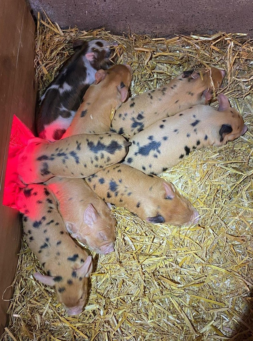 Kune Kune Ferkel zu verkaufen