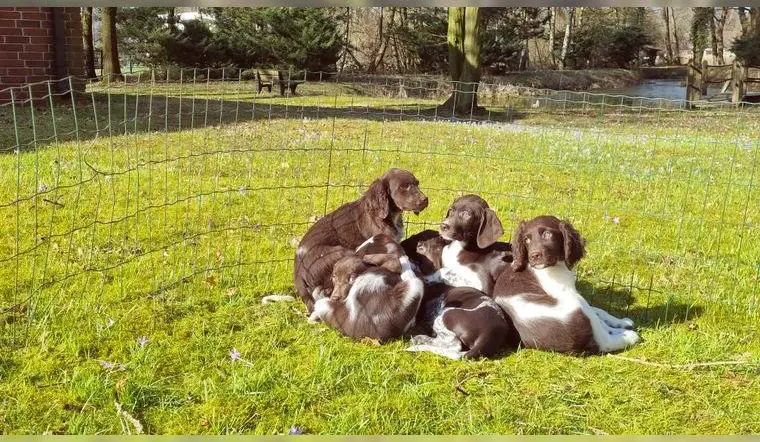Reinrassige Kleine Münsterländer Welpen - nicht jagdlich geführt, von privat