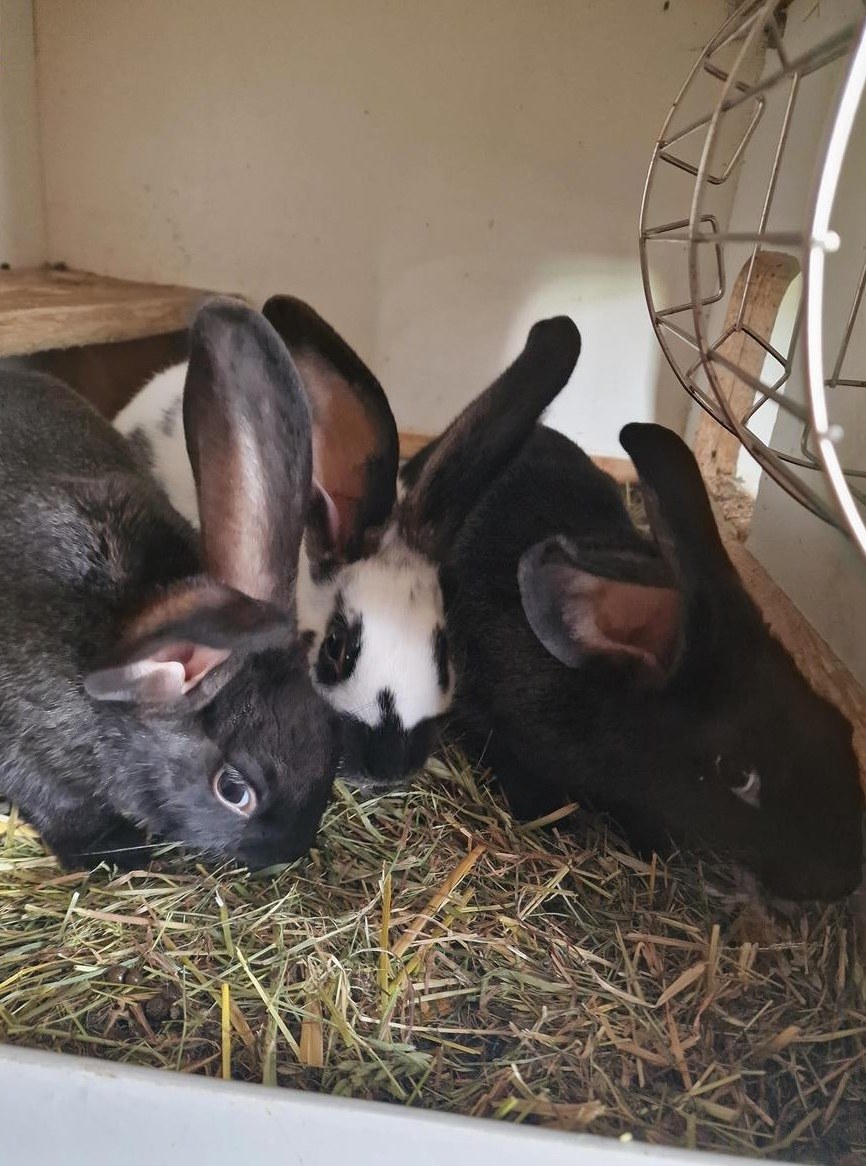 Junge Kaninchen handzahm zu verkaufen