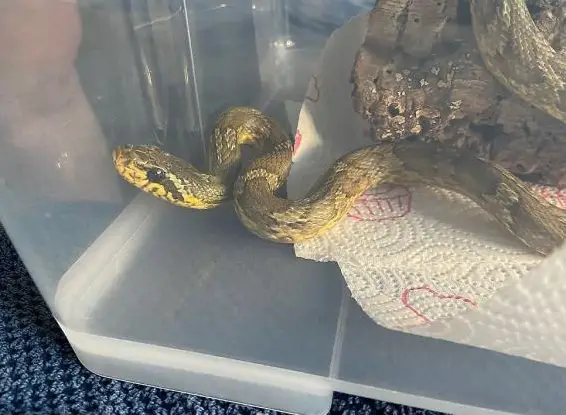 2 Amurnattern, Elaphe Anomala ca. 1.40m lang