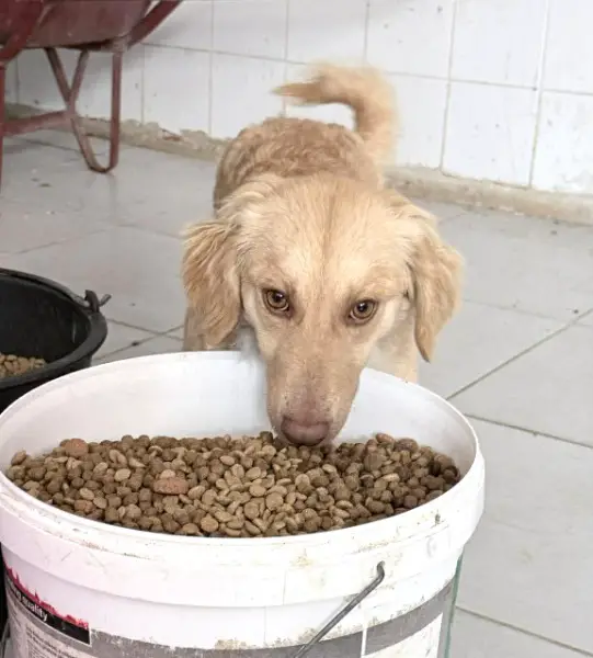 Wilma, ca. 2,2 Jahre, Kokoni-Mix, z.zt. in Griechenland