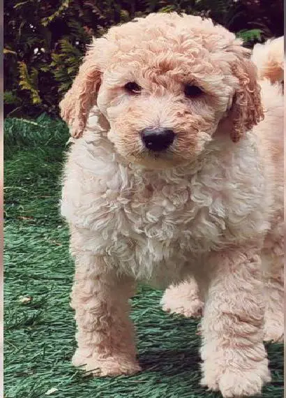 Königspudel / Grosspudel Welpen HD/ED frei