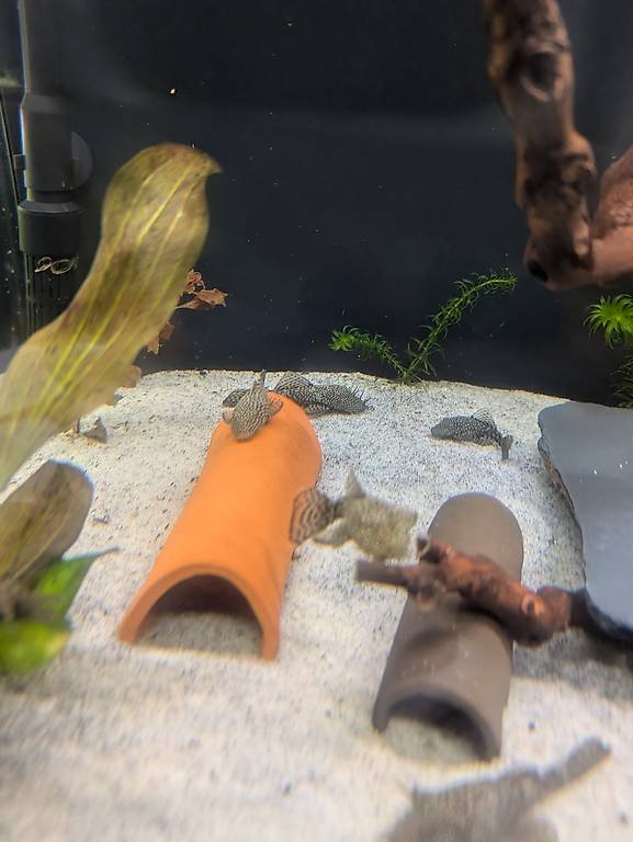 Antennenwelse abzugeben