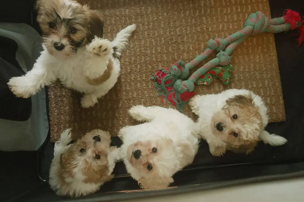 Havaneser Welpen aus Familienaufzucht & professionell