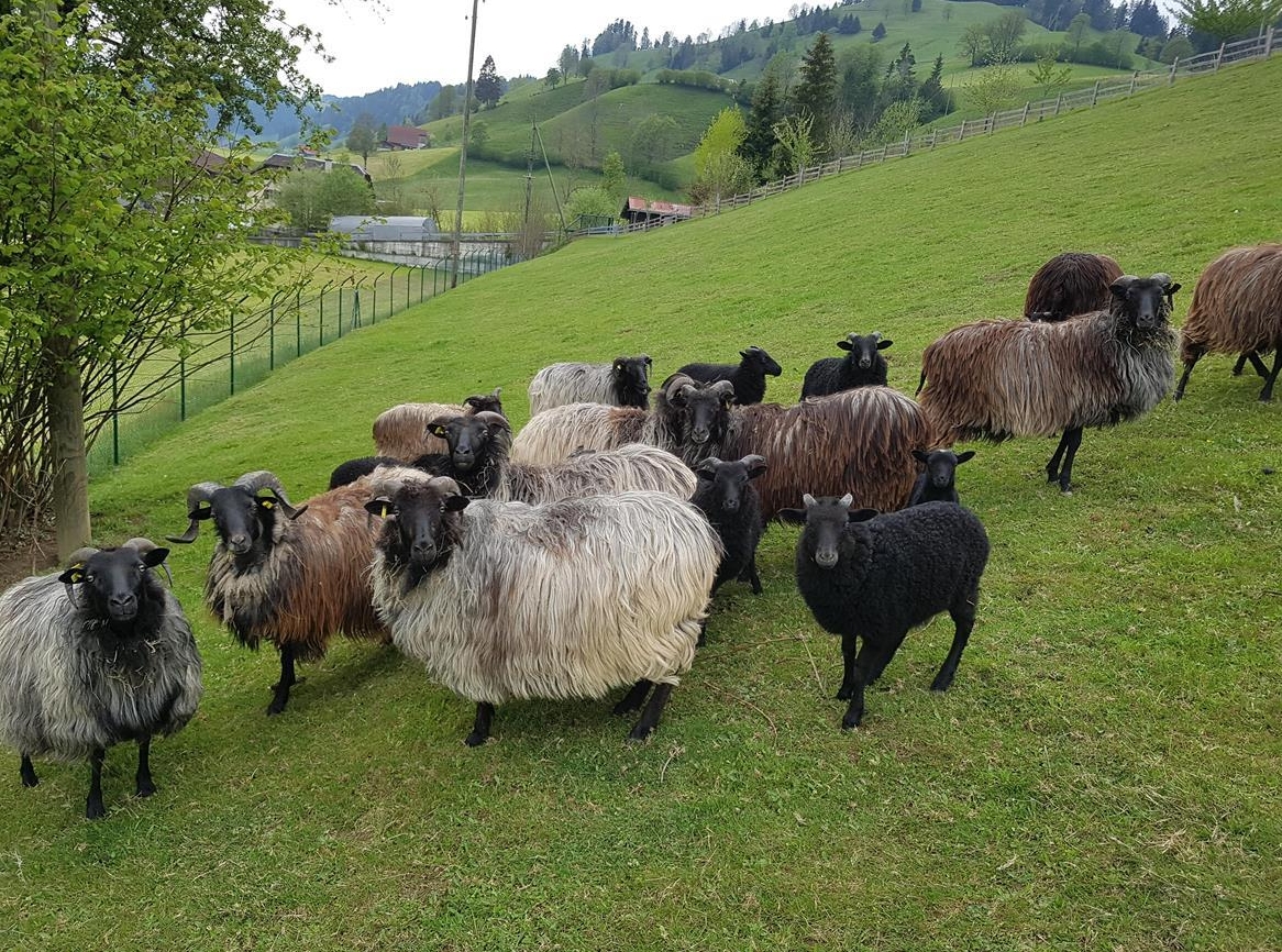 Heidschnucken Mutterschaf mit Jungen oder auch Böckli auf Anfrage