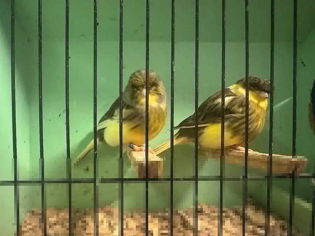 Kanarien Gloster Paar Kanarienvögel