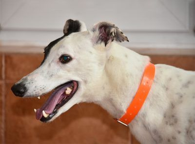 Greyhound Yves sucht eine Familie