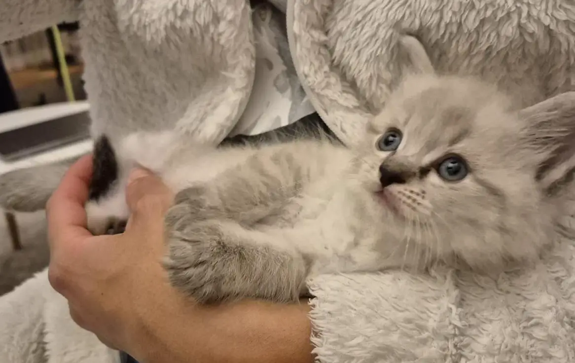 Neva Masquarade Kitten, Maine Coon x Norwegische Waldkatze