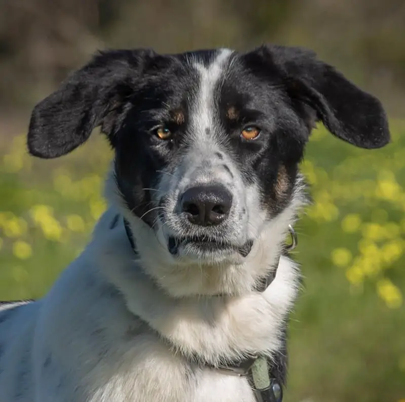 Mischlingshündin Cleo, muss die Welt entdecken
