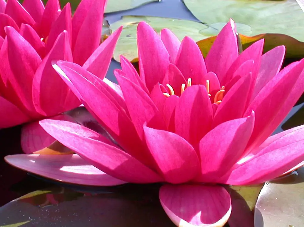 Seerose Teichpflanze Nymphaea "Escarboucle"
