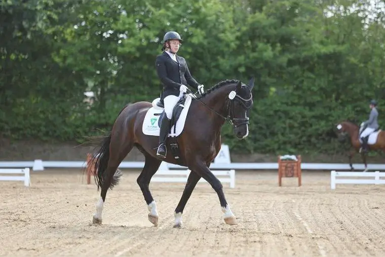 Wallach sofort losreiten A+L