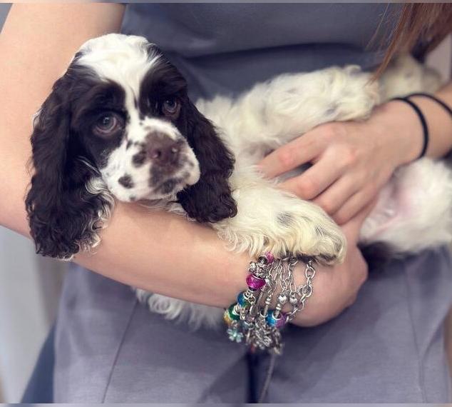 American Cocker Spaniel Rüde auf der Suche nach einer liebevollen Familie
