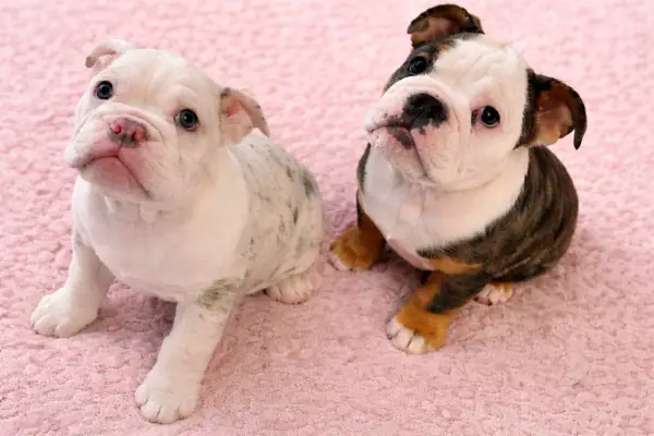 Newenglischbulldog welpen